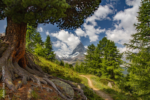 Swiss beauty, tree view to breathtaking Matterhorn,Zermatt,Valais,Switzerland,Europe