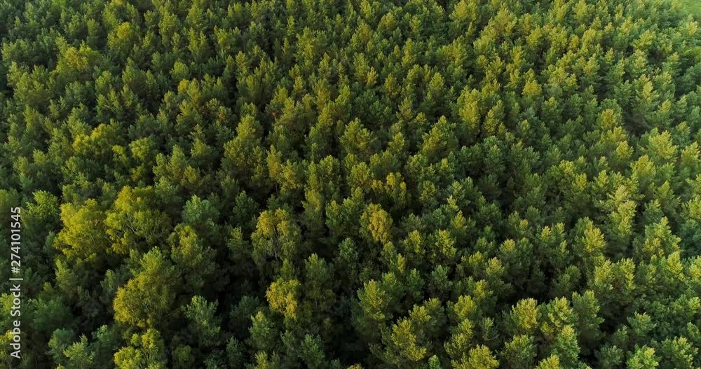 aerial view of forest woods