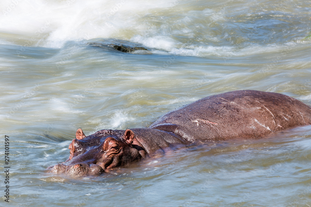 Fototapeta premium Hippopotamus in Kruger National park, South Africa
