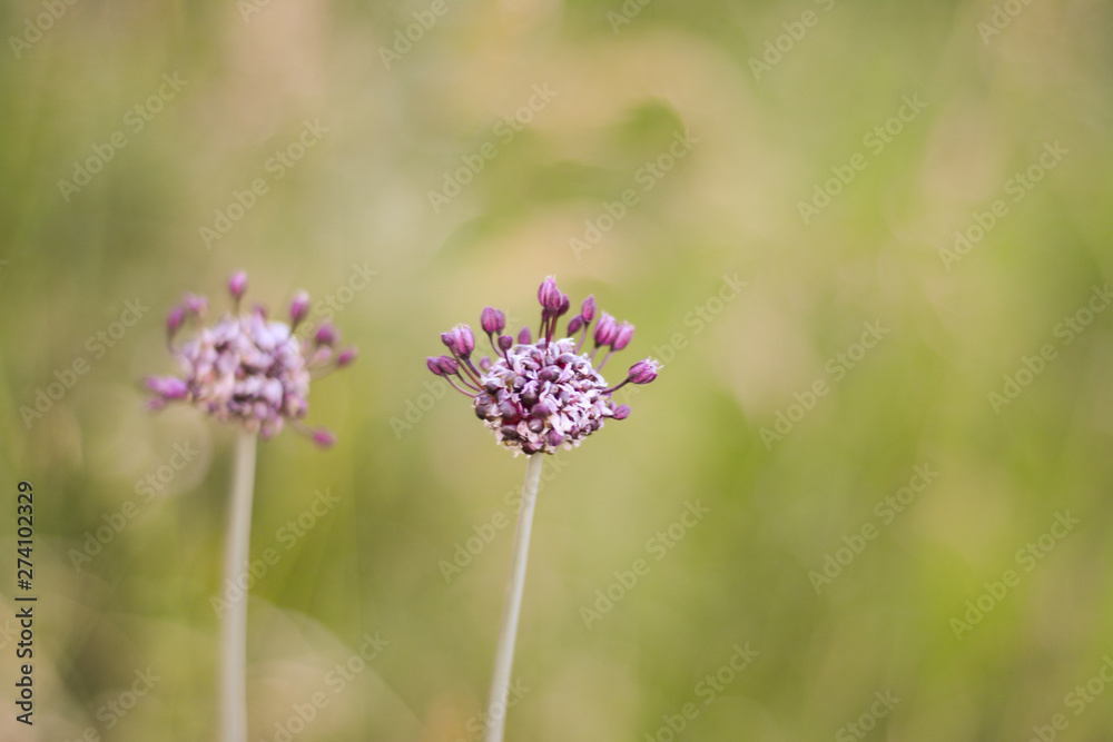 Lilac wildflowers on a highly blurry light green bokeh background Lilac wildflowers on a highly blurry light green bokeh background