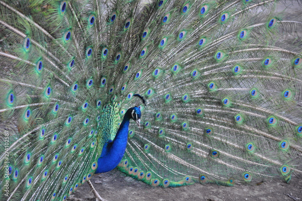 Obraz premium chic peacock tail. peacock stands and raspustil multi-colored host.