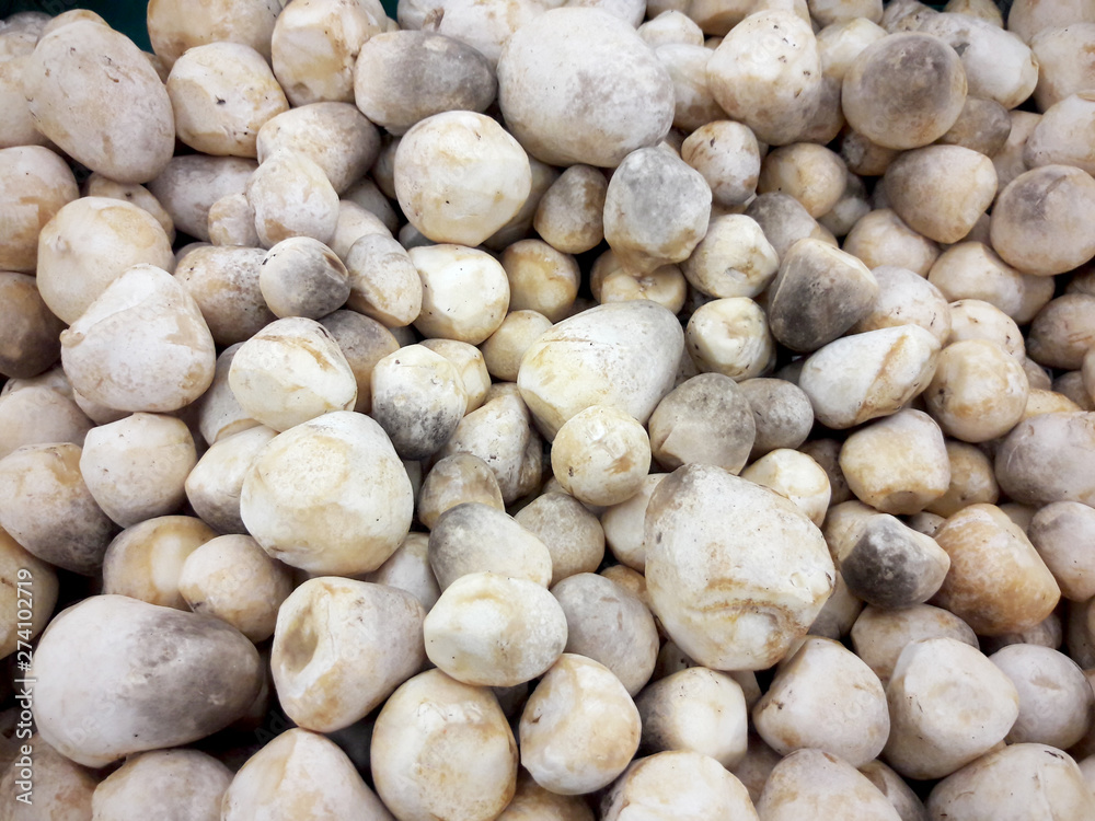 Many straw mushrooms from supermarket is ingredient for cooking, Food concept Many straw mushrooms from supermarket is ingredient for cooking, Food concept