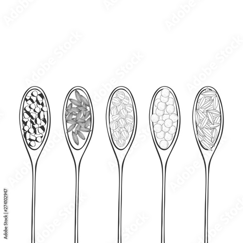 Hand drawn wooden spoons with spices.  Vector sketch  illustration.