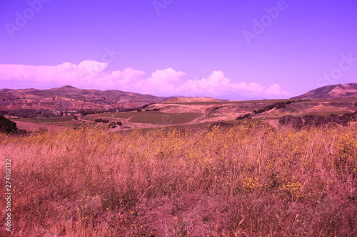 Purple skies, white clouds, golden fields on rolling hills