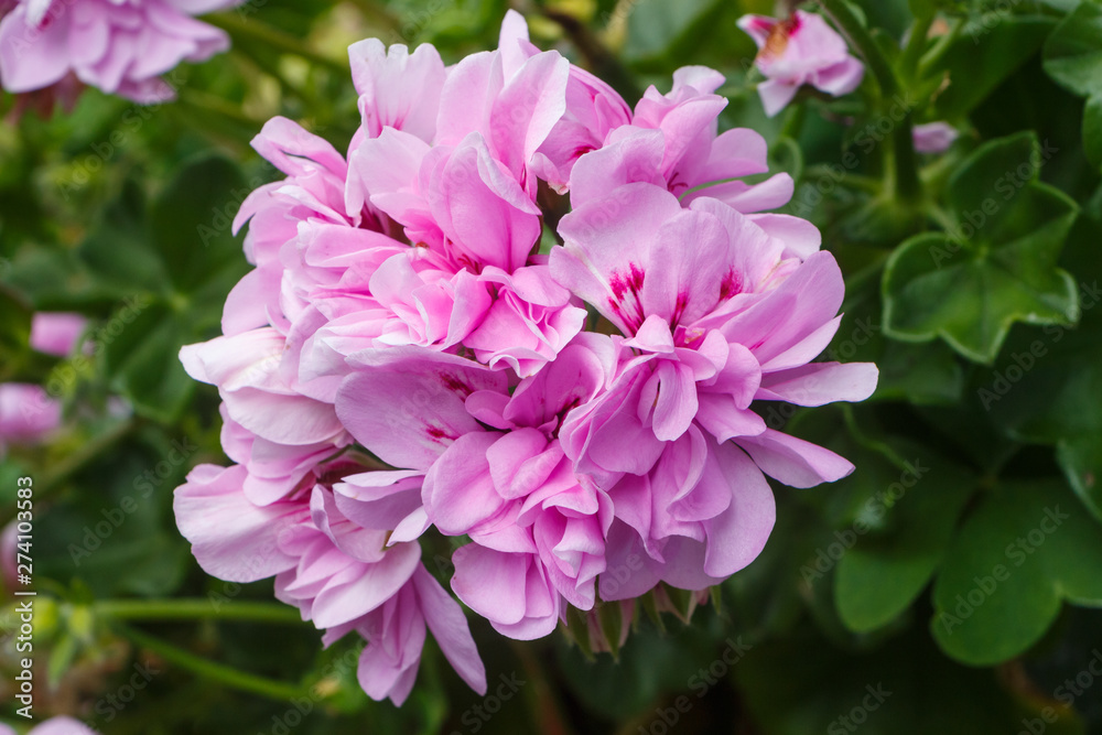 Pink geranium flowers in a garden during spring