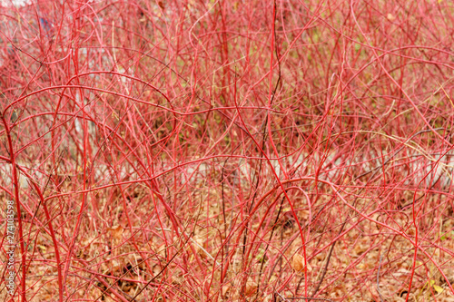 Red branches in autumn