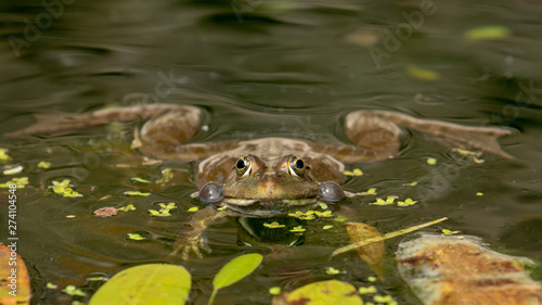 Ein Wasserfrosch mit Schallblasen frontal in einem Teich schwimmend