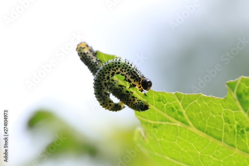 Wallpaper Mural larva on a green leaf Torontodigital.ca