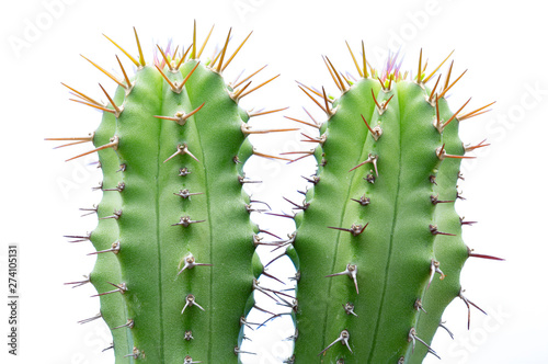 Fotografia close up of cactus isolated on white background