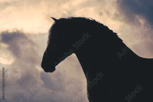 Tableau sur toile Comtois draft stallion silhouette against a cloudy sunset sky