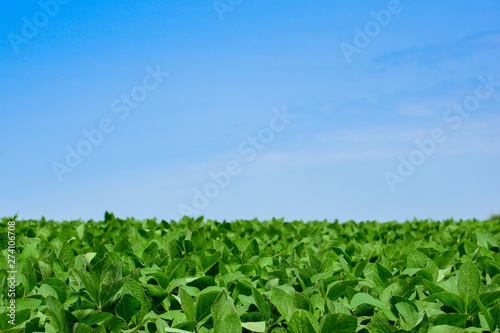Soybeans on the field