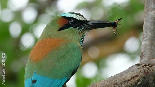 Colorful motmot bird with a butterfly in its beak in the forest woodland.  The motmots or momotidae are a family of birds in the near passerine order coraciiformes, which also includes the kingfishers photo