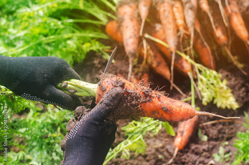 A farmer harvesting carrot on the field. Growing organic vegetables. Seacional job. Farming. Agro-industry. Agriculture. Farm. Ukraine, Kherson region. Freshly harvested carrots. Summer harvest A farmer harvesting carrot on the field. Growing organic vegetables. Seacional job. Farming. Agro-industry. Agriculture. Farm. Ukraine, Kherson region. Freshly harvested carrots. Summer harvest