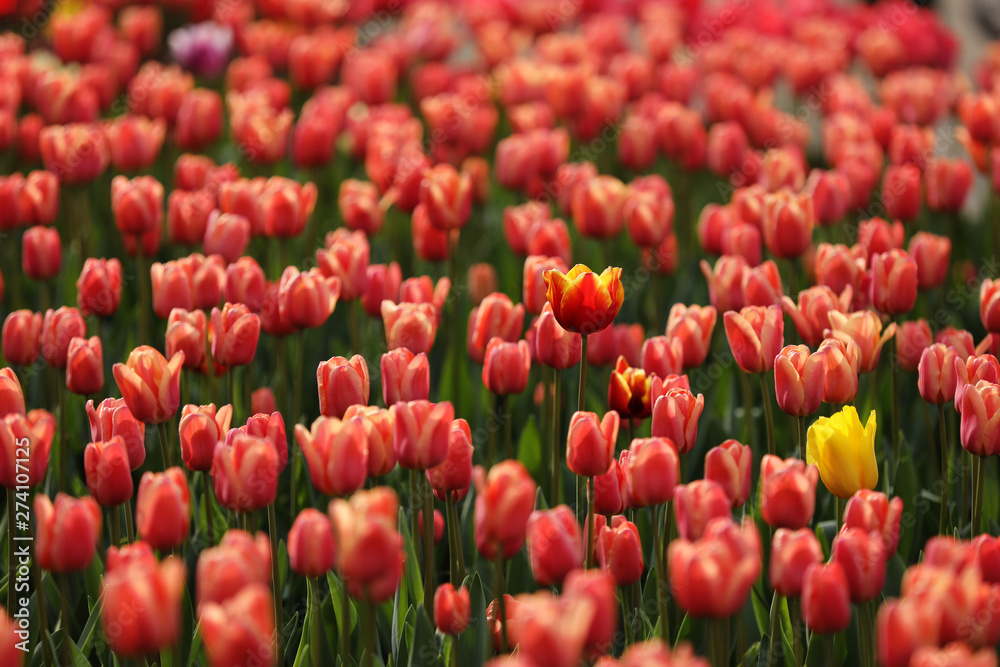 Fields on which bloom pink tulips. Tulip field. Field with pink tulips. Bouquet of flowers, pink background. Fields on which bloom pink tulips. Tulip field. Field with pink tulips. Bouquet of flowers, pink background.