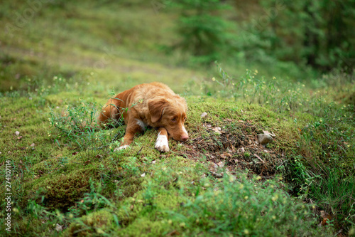 Nova Scotia Duck Tolling Retriever in the forest. Pet for a walk in nature. Hike with a dog