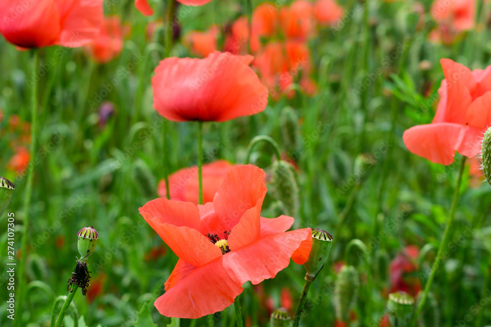 Poppies in the field Poppies in the field