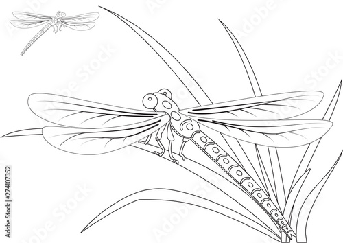 Silhouettes of two dragonflies