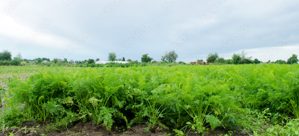 Carrot plantations are grown in the field. Vegetable rows. Organic vegetables. Landscape agriculture. Farming Farm. Eco friendly products. Selective focus