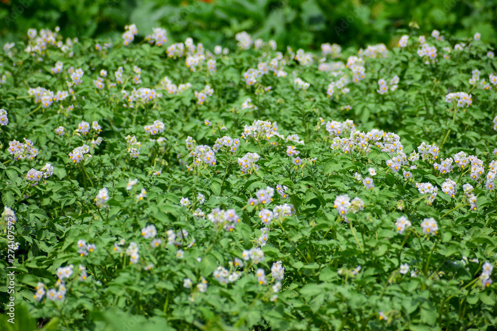 Field of potatoes