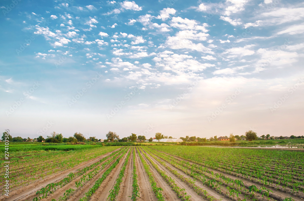 Rows of young pepper grow in the field. Growing organic bio vegetables on the farm. Agriculture and farming. Seedlings. Ukraine, Kherson region. Eco friendly products. Selective focus