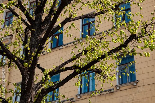 Ancient buildings with beautiful windows are standing on the street. Spring twigs of trees © Oksana