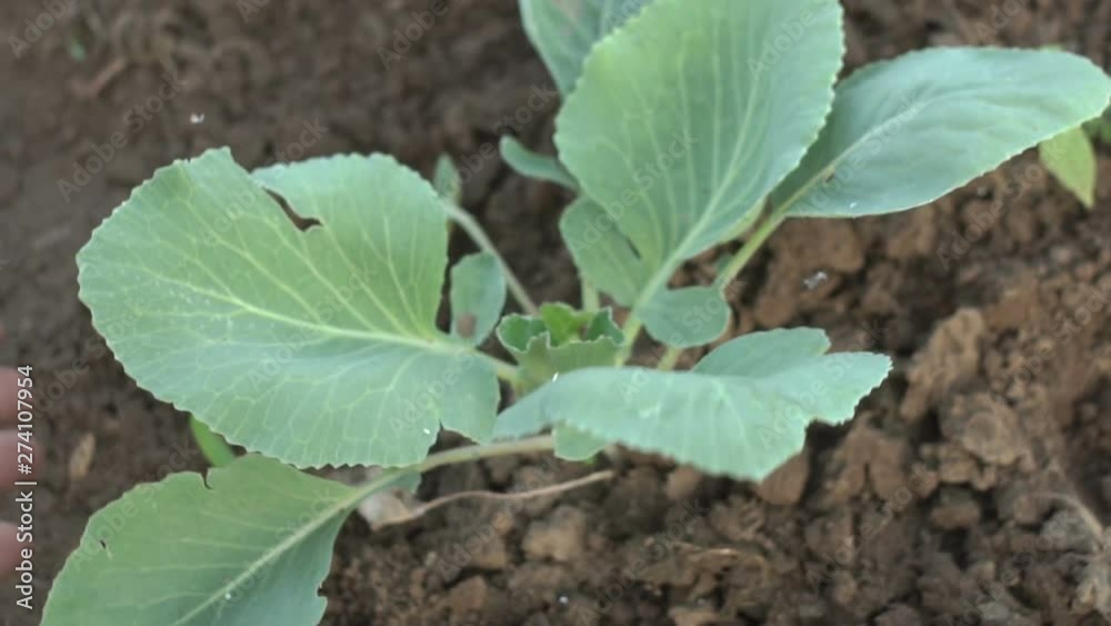 Young Cabbage Infested With Pests