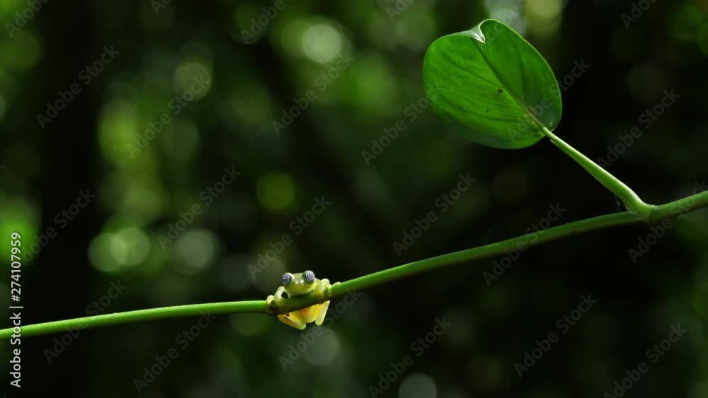 Glass frog in its natural habitat in the Caribbean forest. Wildlife endangered species. Awesome colorful frogs collection. The glass frogs are frogs of the amphibian family Centrolenidae. Glass frog in its natural habitat in the Caribbean forest. Wildlife endangered species. Awesome colorful frogs collection. The glass frogs are frogs of the amphibian family Centrolenidae.