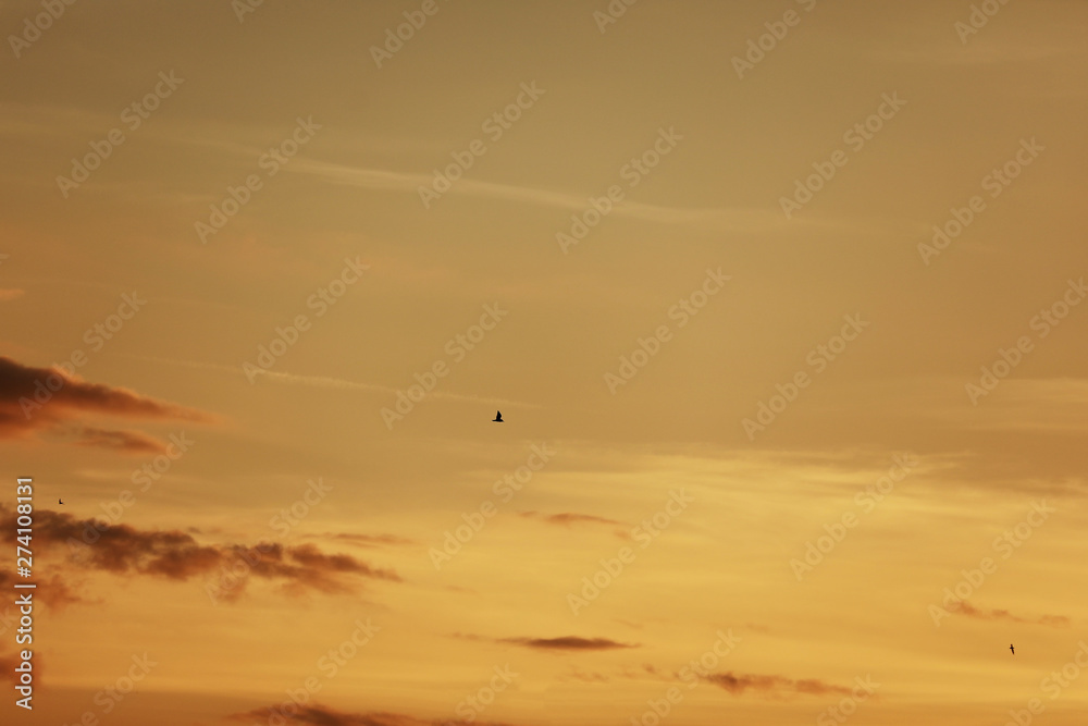 sky before sunset, birds in the sky. bird flying while sunset and twilight befor rainfall sky background