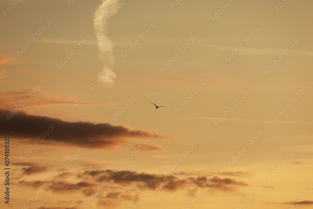 Obraz premium sky before sunset, birds in the sky. bird flying while sunset and twilight befor rainfall sky background