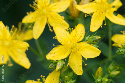 Fototapeta Naklejka Na Ścianę i Meble -  hypericum yellow flowers macro