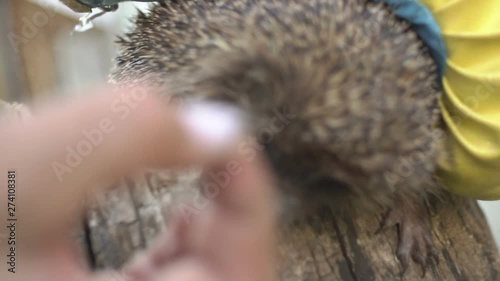 mite in a hedgehog, a woman removes a tick in a hedgehog photo