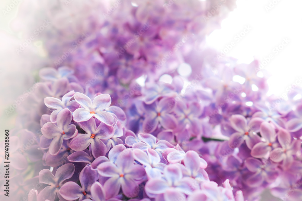 Lilac flowers purple and soft pink summer background Lilac flowers purple and soft pink summer background