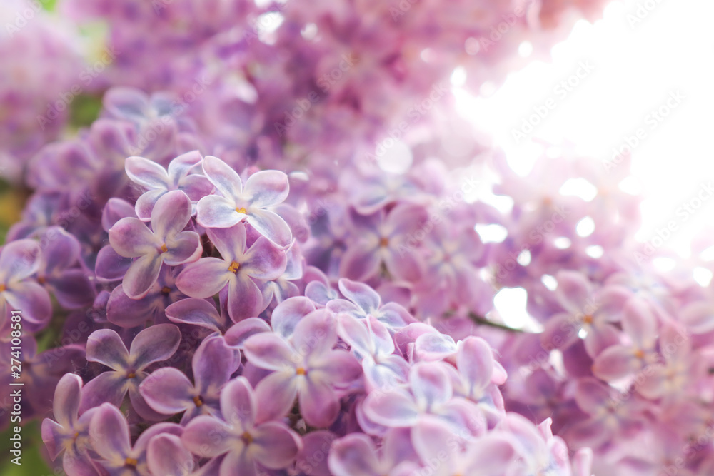 Lilac flowers purple and soft pink summer background Lilac flowers purple and soft pink summer background