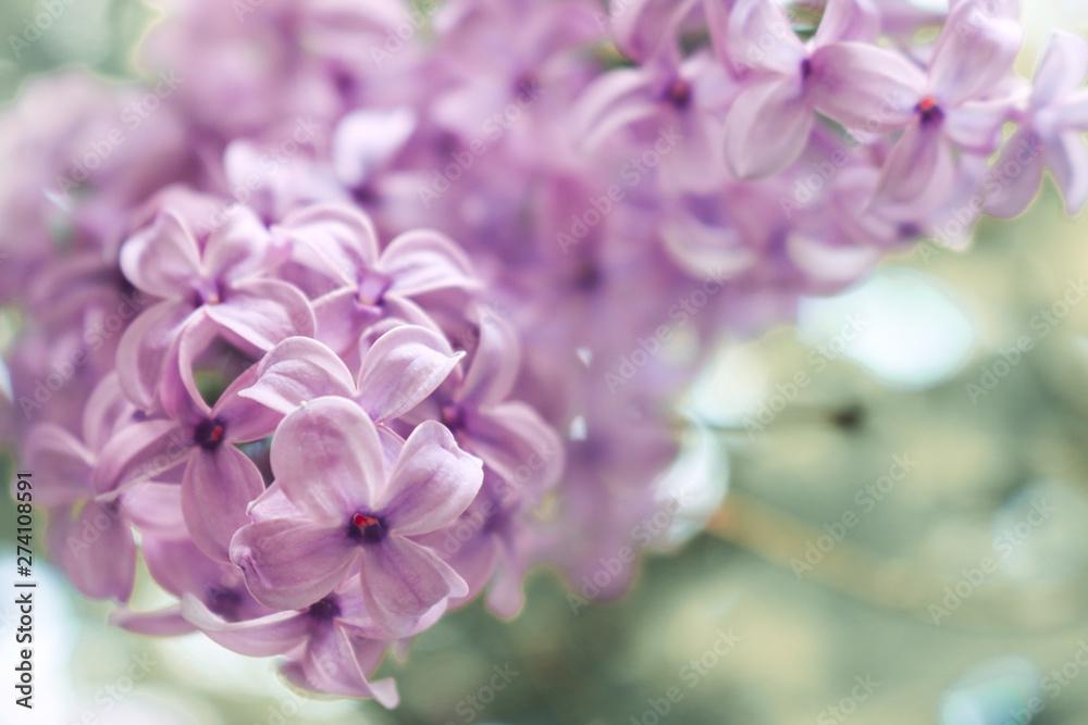 Lilac flowers purple and soft pink summer background Lilac flowers purple and soft pink summer background