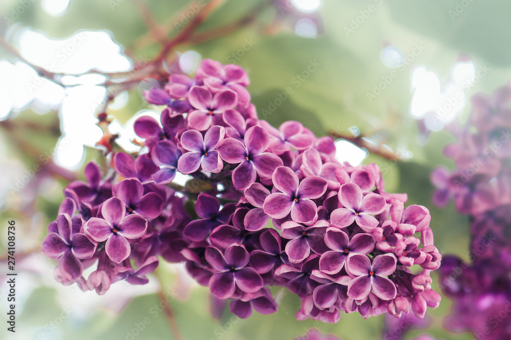 Lilac flowers purple and soft pink summer background Lilac flowers purple and soft pink summer background