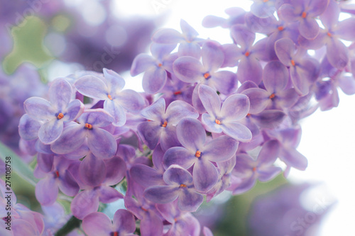 purple flowers of lilac © Liene