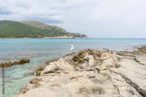 Seagull by the mediterranean sea on the island of Mallorca, Spain. Turquoise sea water