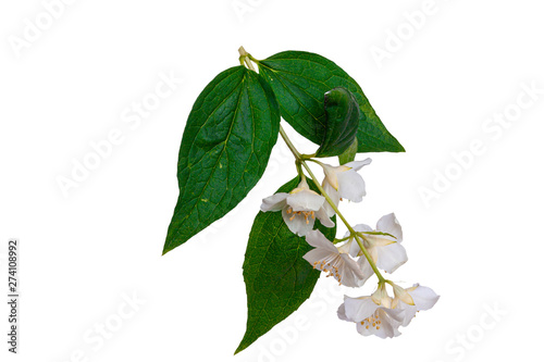 Flower with leaves on a white background.
