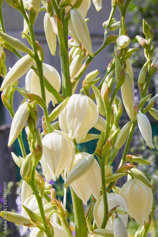 White Yucca filamentosa bush flowers, other names include Adams needle