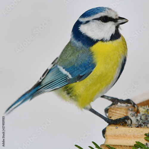 blue tit near feeder during winter time