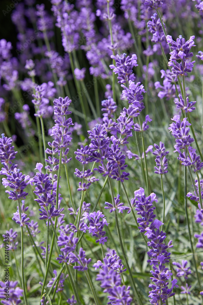 Obraz premium Lavender bushes closeup on sunny day. Purple bushes of lavender in the garden. Violet field with place for text. Lavender bushes closeup