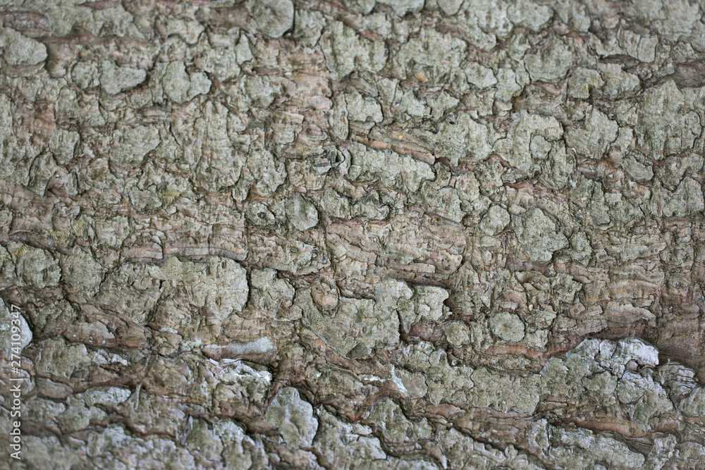 abstract backgrounds: texture of an midaged spruce tree bark (~35 years) abstract backgrounds: texture of an midaged spruce tree bark (~35 years)