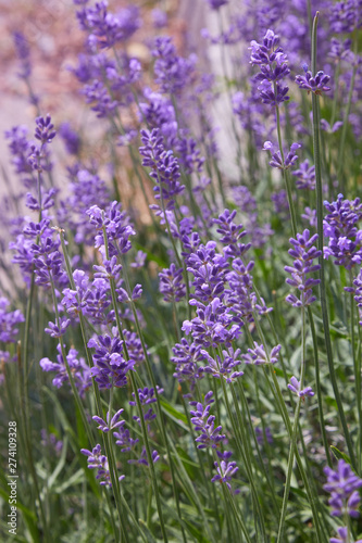 Lavender bushes closeup on sunny day. Purple bushes of lavender in the garden. Violet field with place for text. Lavender bushes closeup