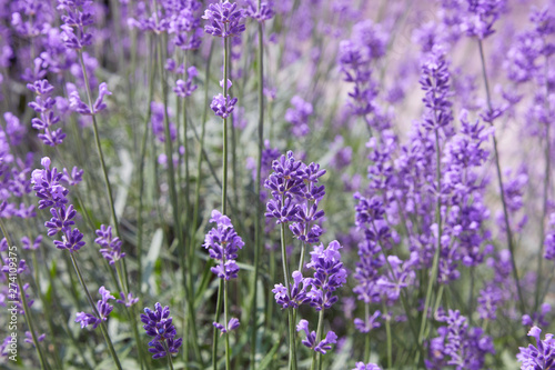Lavender bushes closeup on sunny day. Purple bushes of lavender in the garden. Violet field with place for text. Lavender bushes closeup