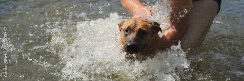 The owner washes his attractive beautiful and muscular brown dog in the river