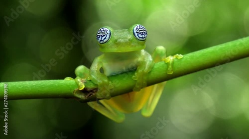 Glass frog in its natural habitat in the Caribbean forest.  Wildlife endangered species. Awesome colorful frogs collection. The glass frogs are frogs of the amphibian family Centrolenidae.
