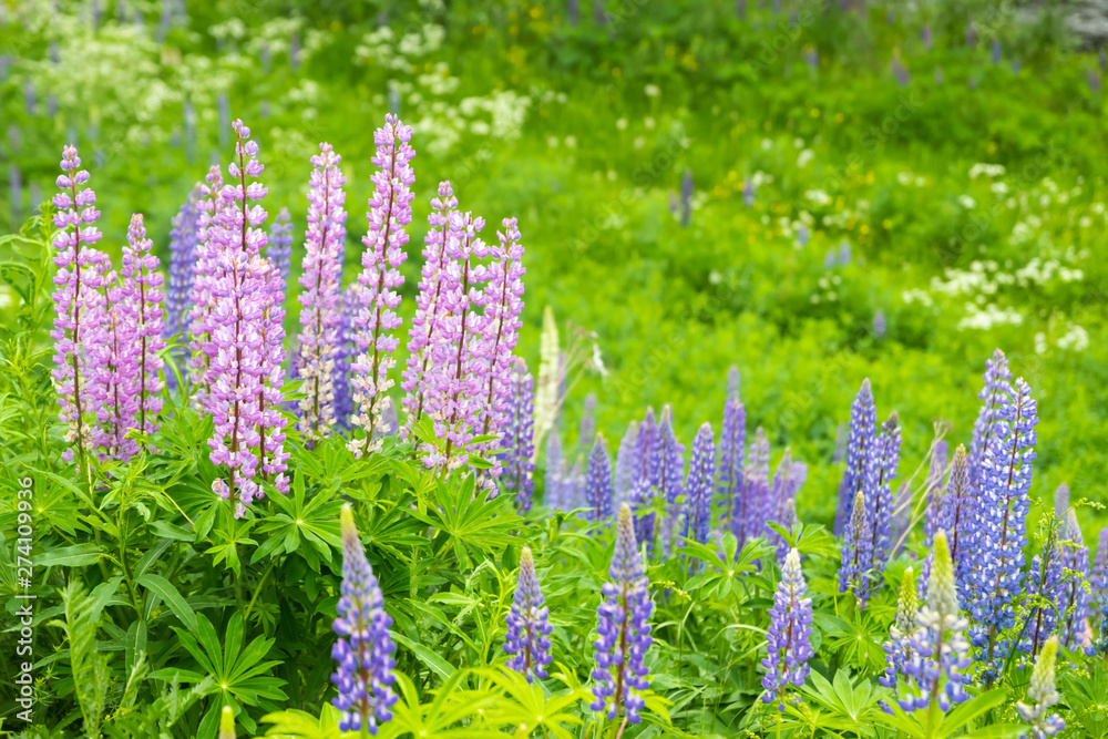Obraz premium Blue lupine blossom flowers on the meadow.