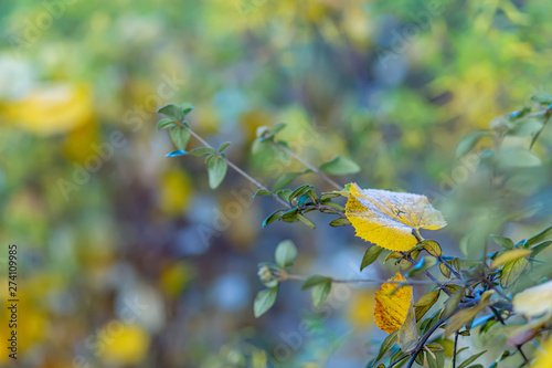 Autumn branch yellow leaves. Autumn time. Nature beautiful blurred background and bokeh. Shallow depth of field. Toned image.