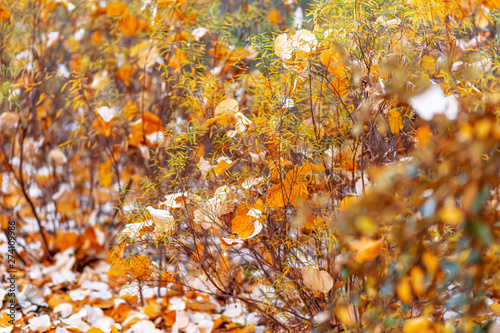 Autumn  yellow leaves. Autumn time. Nature beautiful blurred background and bokeh. Shallow depth of field. Toned image.