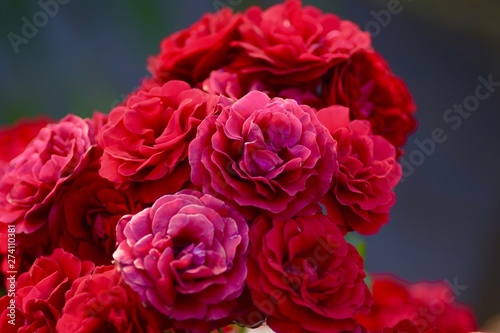 bouquet of red roses